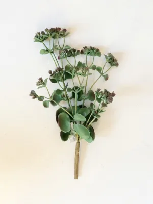 Fiorira un Giardino Flowering Sedum Branch