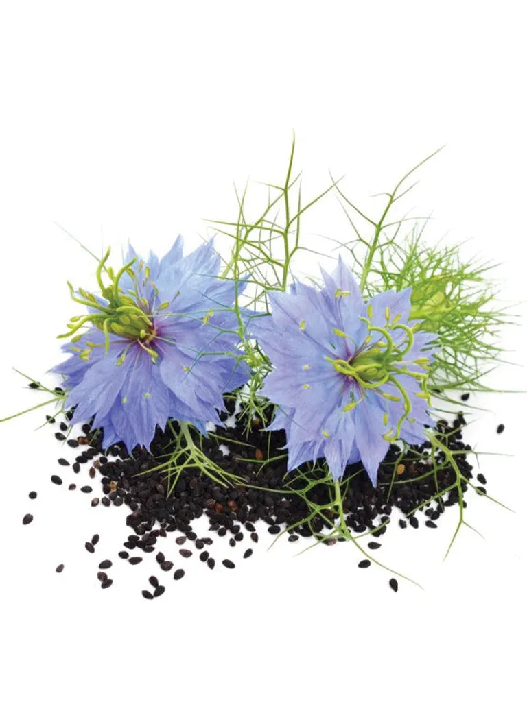 Piccolo Nigella Seeds