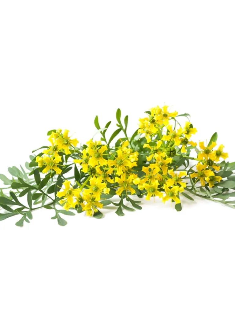 Piccolo Rue Seeds